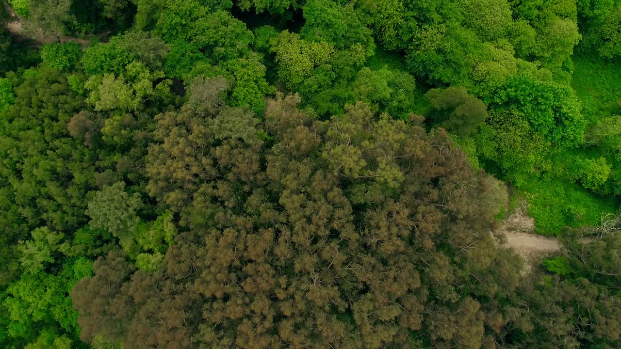 las cimas de los árboles verdes y el bosque disparado por un avión no tripulado