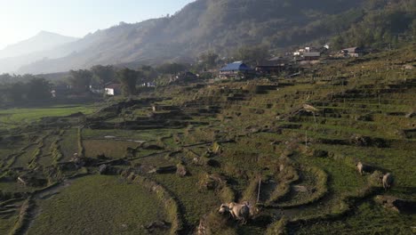 aerial drone shot of villages amidst bright green rice terraces in the mountains of sapa, vietnam