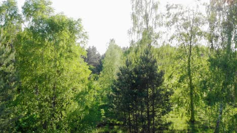 Aerial-crane-shot-of-a-birch-tree-with-sunlight-in-background