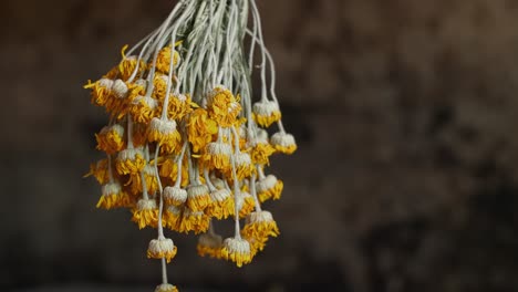 drying oxeye chamomile, golden marguerite in an old country house