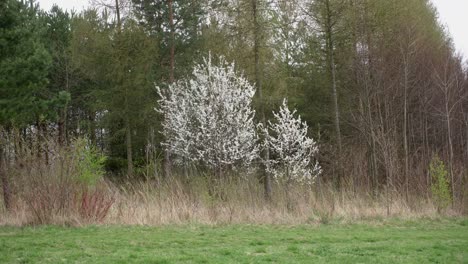 Static shot of blackthorn tree in a forest during daytime