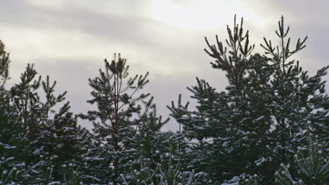 Las-Cimas-De-Los-Abetos-Cubrieron-La-Nieve-En-El-Primer-Plano-De-Fondo-Del-Cielo-Gris-De-Invierno.-árboles-De-Hoja-Perenne