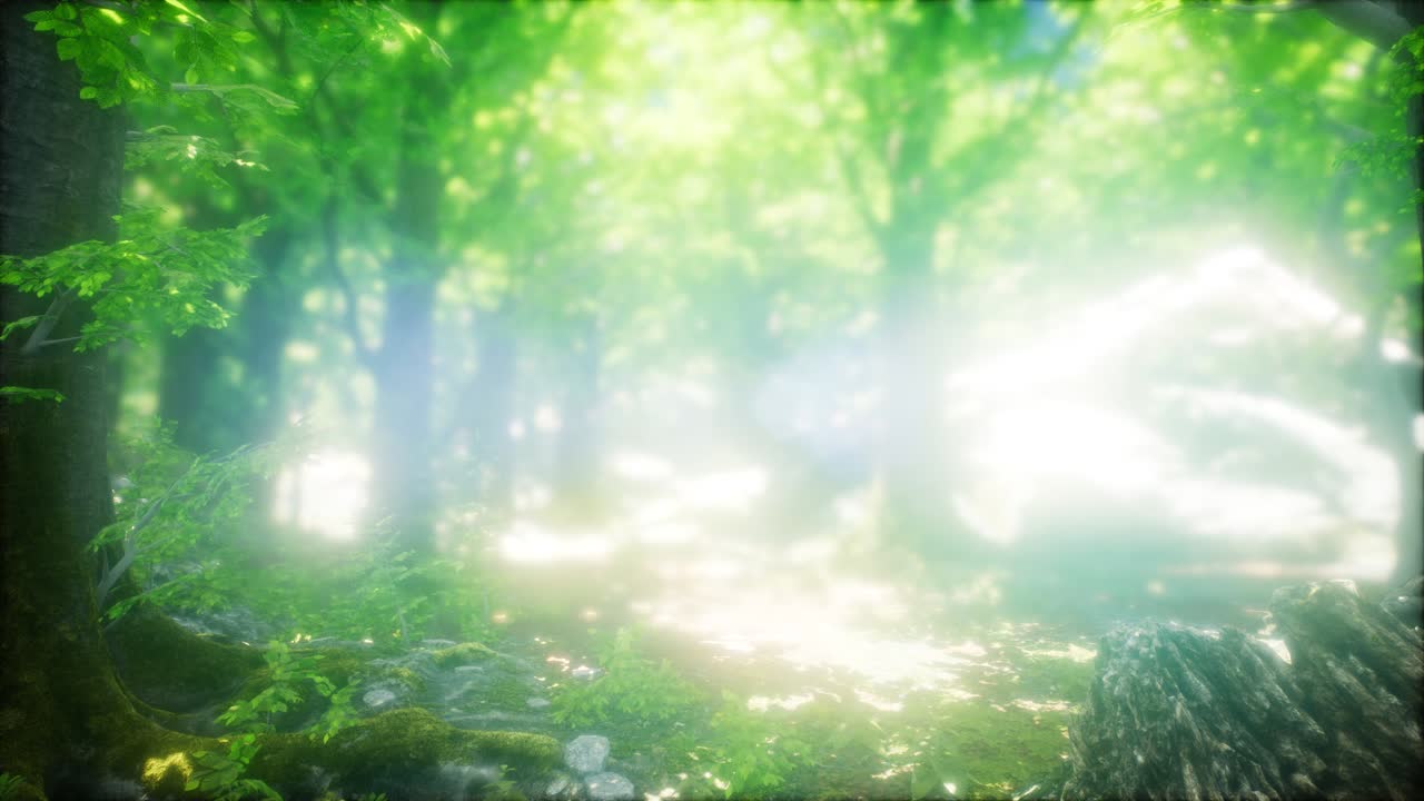 자연스러운 나무 숲을 가로질러 빛나는 빛