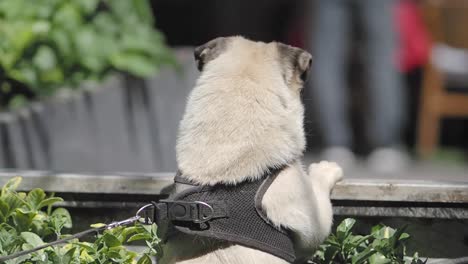 pug on a leash in an urban setting