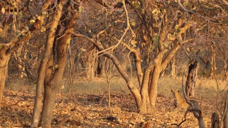 Young-leopard-falling-out-of-a-tree-and-jumping-back-up,-chasing-a-squirrel,-in-Khwai-Botswana