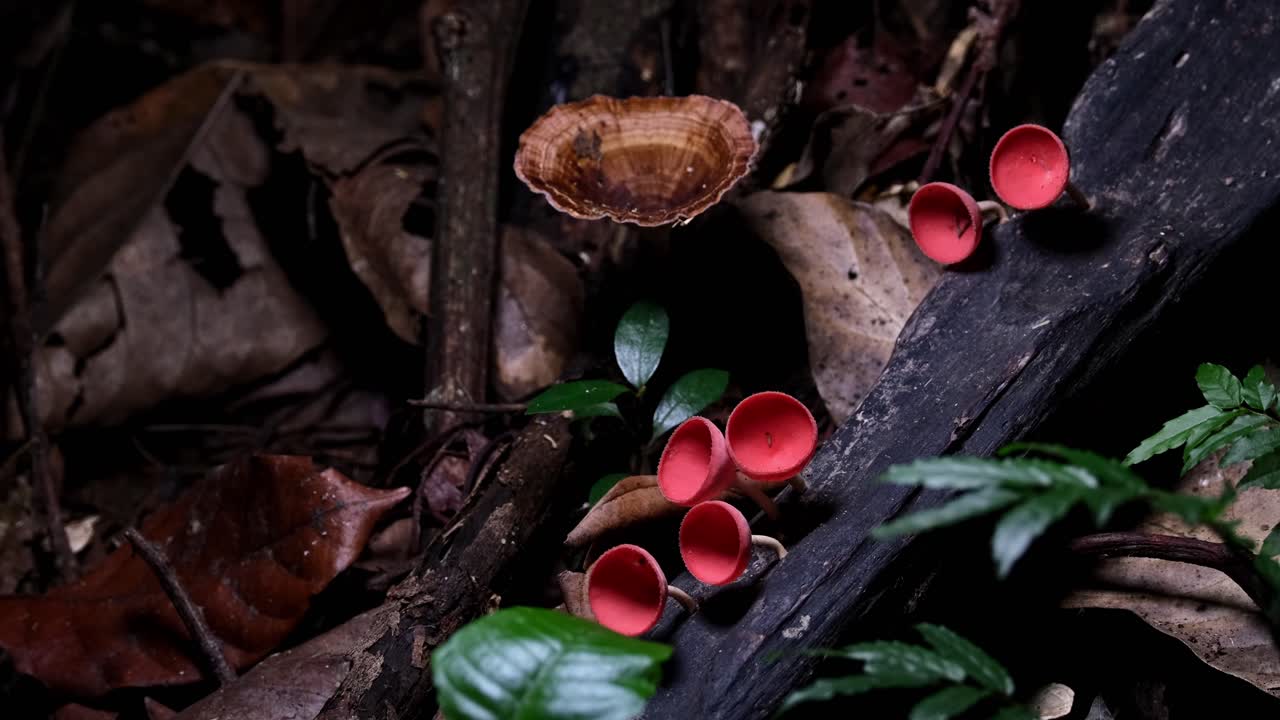 la cámara se aleja revelando este hermoso escenario de bosque, hongos de taza roja o setas de champán cookeina sulcipes, tailandia