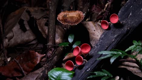 La-Cámara-Se-Aleja-Y-Revela-Este-Hermoso-Escenario-Forestal,-Hongos-De-Copa-Roja-O-Setas-De-Champán-Cookeina-Sulcipes,-Tailandia