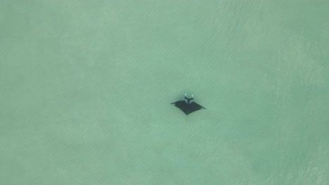 huge, beautiful manta ray swims gracefully in shallow clear green sea