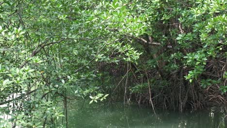 right to left pan mangrove forest with small river