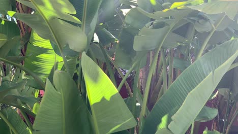 Hojas-De-Plátano-Tropical-Moviéndose-En-El-Viento,-Bonita-Escena-Verde-Ideal-Para-Imágenes-De-Fondo-O-Material-De-Archivo