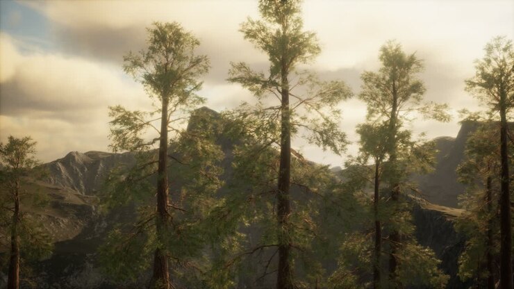 Foresta nebbiosa sul versante della montagna