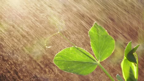 pea plant in the rain