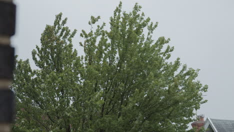 Los-Fuertes-Vientos-Agitan-El-árbol-Agresivamente-Durante-Una-Tormenta-Con-Una-Pared-De-Ladrillos-En-Primer-Plano