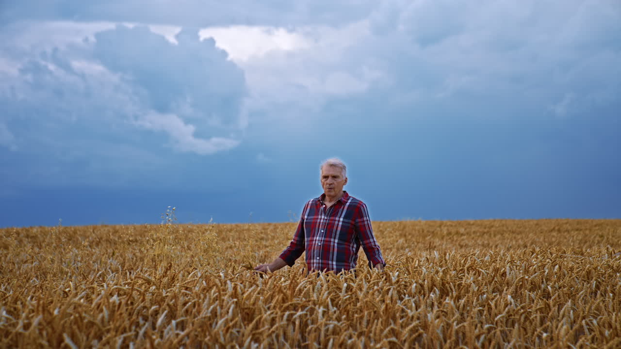 Old man walks in the yellow field contrasting with blue overcast sky. Farmer holds few ears of corn in his hand.