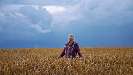 old man walks in the yellow field contrasting with blue overcast sky. farmer holds few ears of corn in his hand.