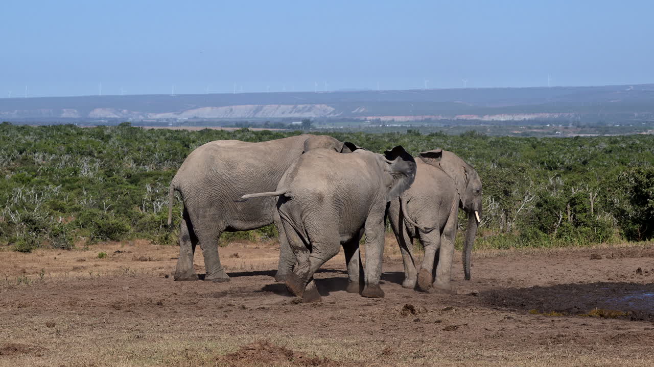 아프리카 코끼리 어린 새끼 들 이 함께 논쟁 하고 있다