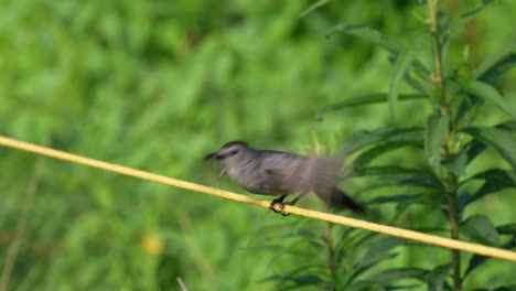 a gray catbird perched on a yellow rope with an insect in its beak