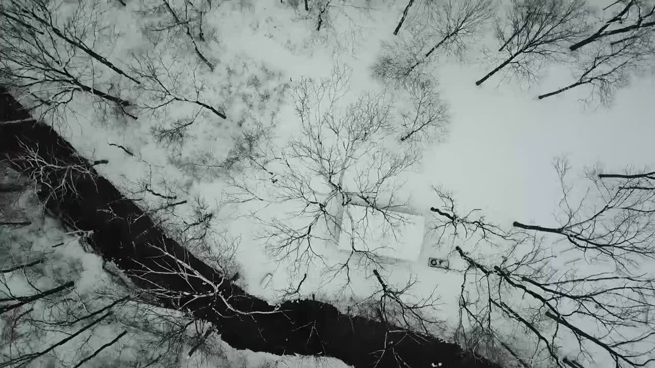 Riprese con drone di alberi