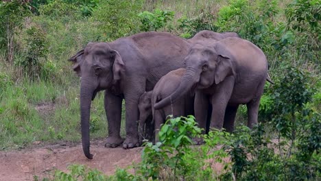 Die-Asiatischen-Elefanten-Sind-Vom-Aussterben-Bedroht-Und-Sie-Sind-Auch-In-Thailand-Beheimatet