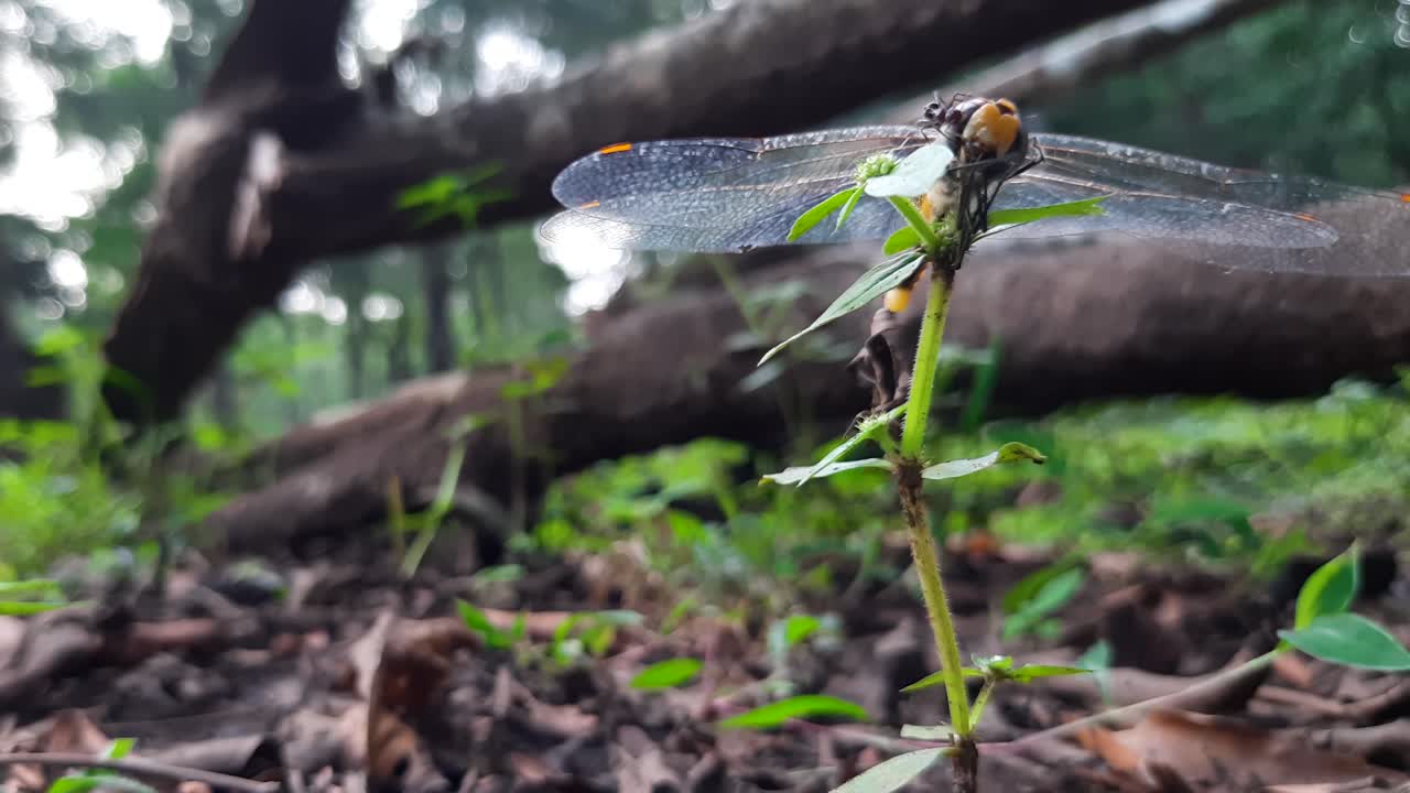 녹색 식물 위에 있는 잠자리 전체를 기어오르는 개미 가까이