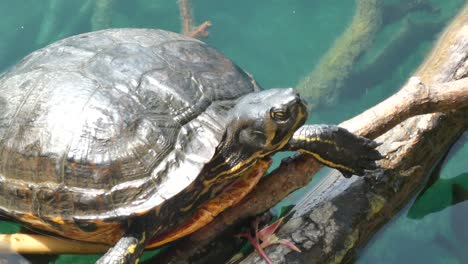 Terrapin-amphibious-turtle-close-up-resting-in-lake-wilderness-on-sunny-day