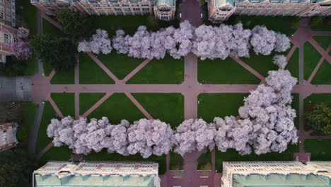 birds eye drone shot above blossoming cherry trees at the university of washington