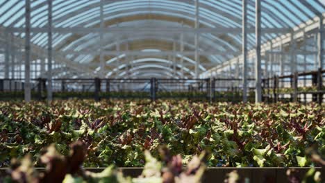 large industrial nursery with wilt vegetable plants inside a greenhouse