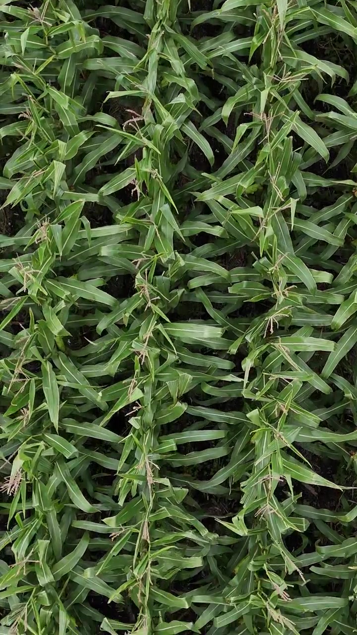 Ripresa aerea verticale dall'alto con drone, ravvicinata a piante di mais verdi mentre si muove all'indietro sopra le file di colture in un campo agricolo a Manitoba, Canada