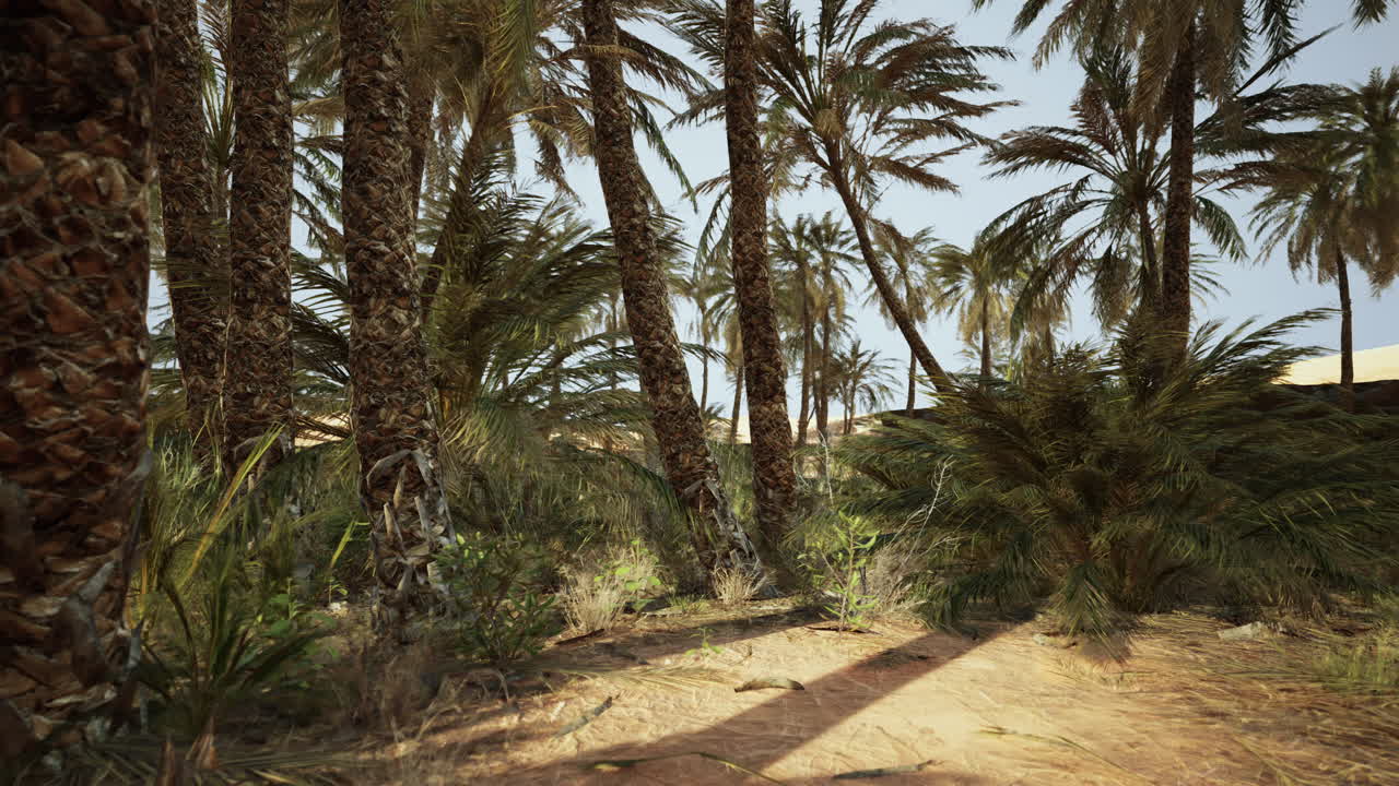 Palm trees in the desert