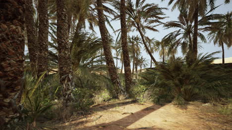 palm trees in the desert