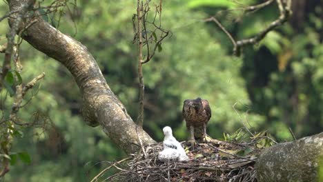 the large brown and small javav hawk eagle still has white feathers in its nest in a tall tree
