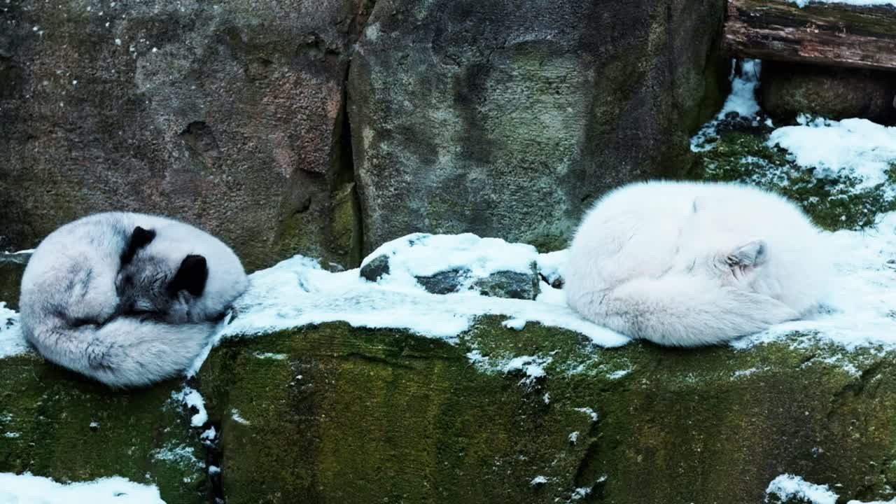 Una coppia di volpi delle nevi che dorme nella neve.