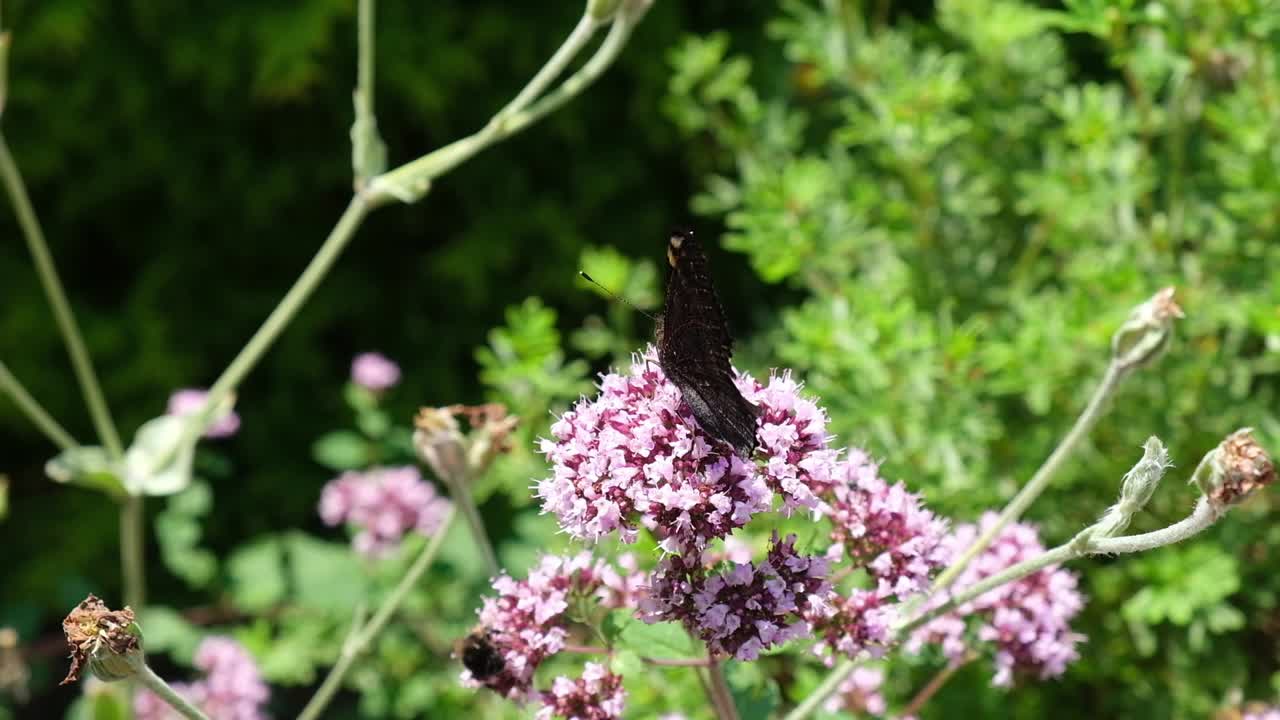 mariposa de pavo real sentada en la flor de orégano en un jardín verde en un día soleado de verano