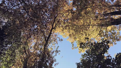 Mirando-Hacia-El-Bosque-De-Otoño,-árboles-Que-Crecen-En-El-Cielo---ángulo-Bajo,-Rotar