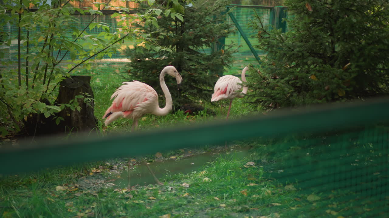 Fenicotteri rosa che pascolano in un recinto verde, scena di un santuario tranquillo con uccelli adulti che si puliscono e giovani che riposano vicino al ceppo di un albero, piumaggio dai colori pastello tenui, fogliame rigoglioso, recinzione e barriera a rete visibili.