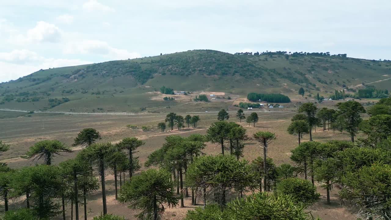 Luftfoto over araucaria-trægrænse med tør dal og landlig landsby på bakkekam. Lonquimay, Chile.