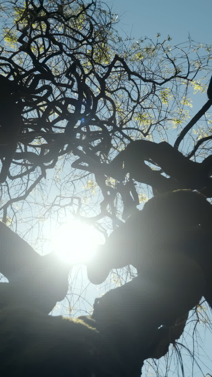 Tree Branches Against the Sky