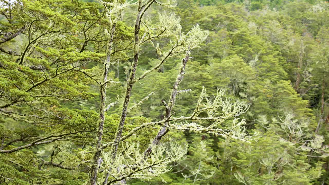 Lush green forest with moss-covered trees under soft natural light, showcasing tranquil wilderness in New Zealand