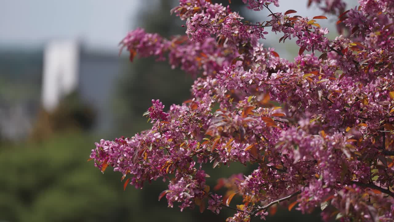 A beautiful plum tree in full bloom - pink flowers and orange leaves cover the tree