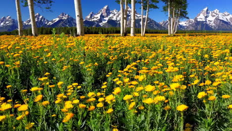 vibrant yellow flower field with snow-capped mountains and aspen trees