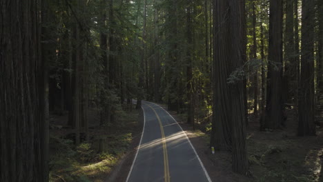 slow flight around gentle bend in road running through majestic redwood cedar trees in avenue of the giants, northern california