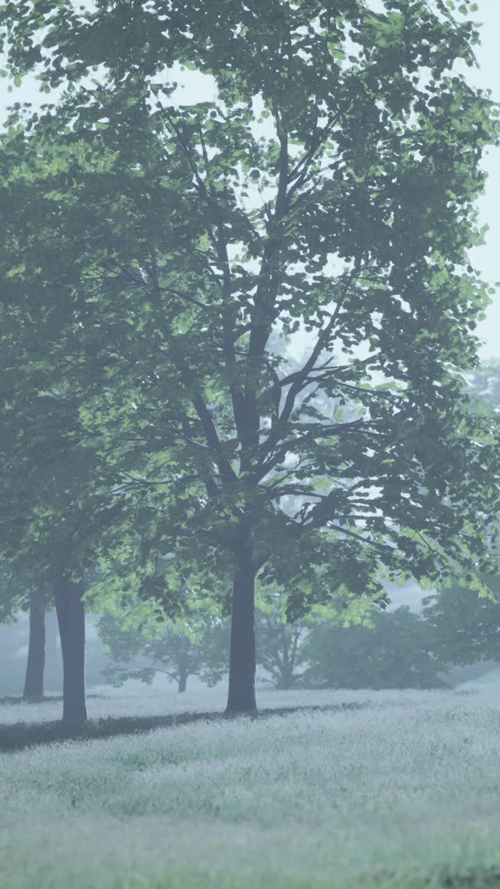 안개가 자욱한 숲