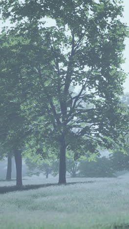 foggy forest