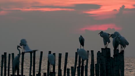 The-Great-Egret,-also-known-as-the-Common-Egret-or-the-Large-Egret