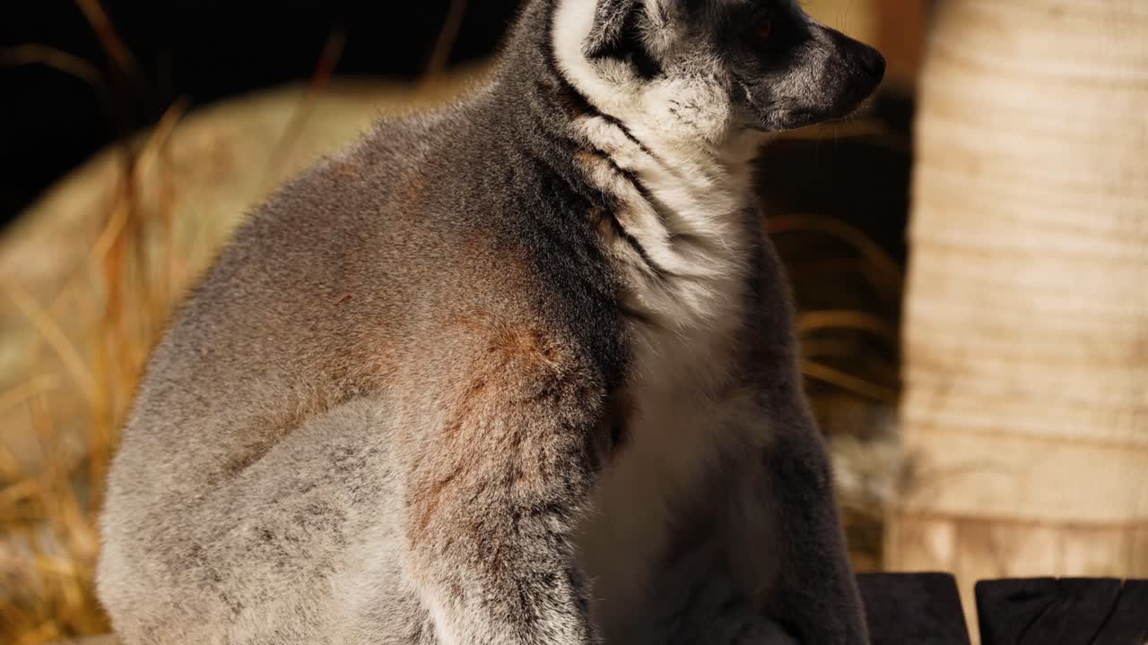 lémur observado sentado y mirando a su alrededor