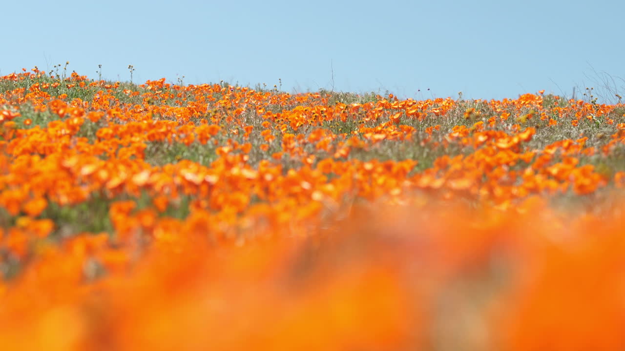 Vasto campo di papaveri dorati selvatici che ondeggiano nella brezza