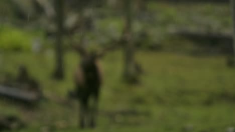 elk bull in the rain pull focus to rain in foreground slomo