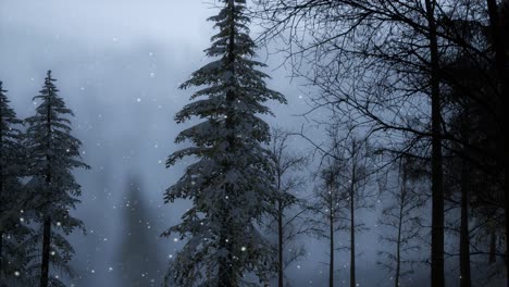 misty fog in pine forest on mountain slopes