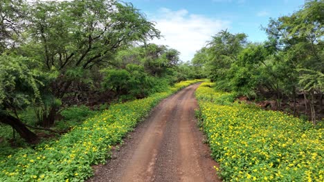 fpv of a dirt road lined with pretty flowers and green mesquite trees