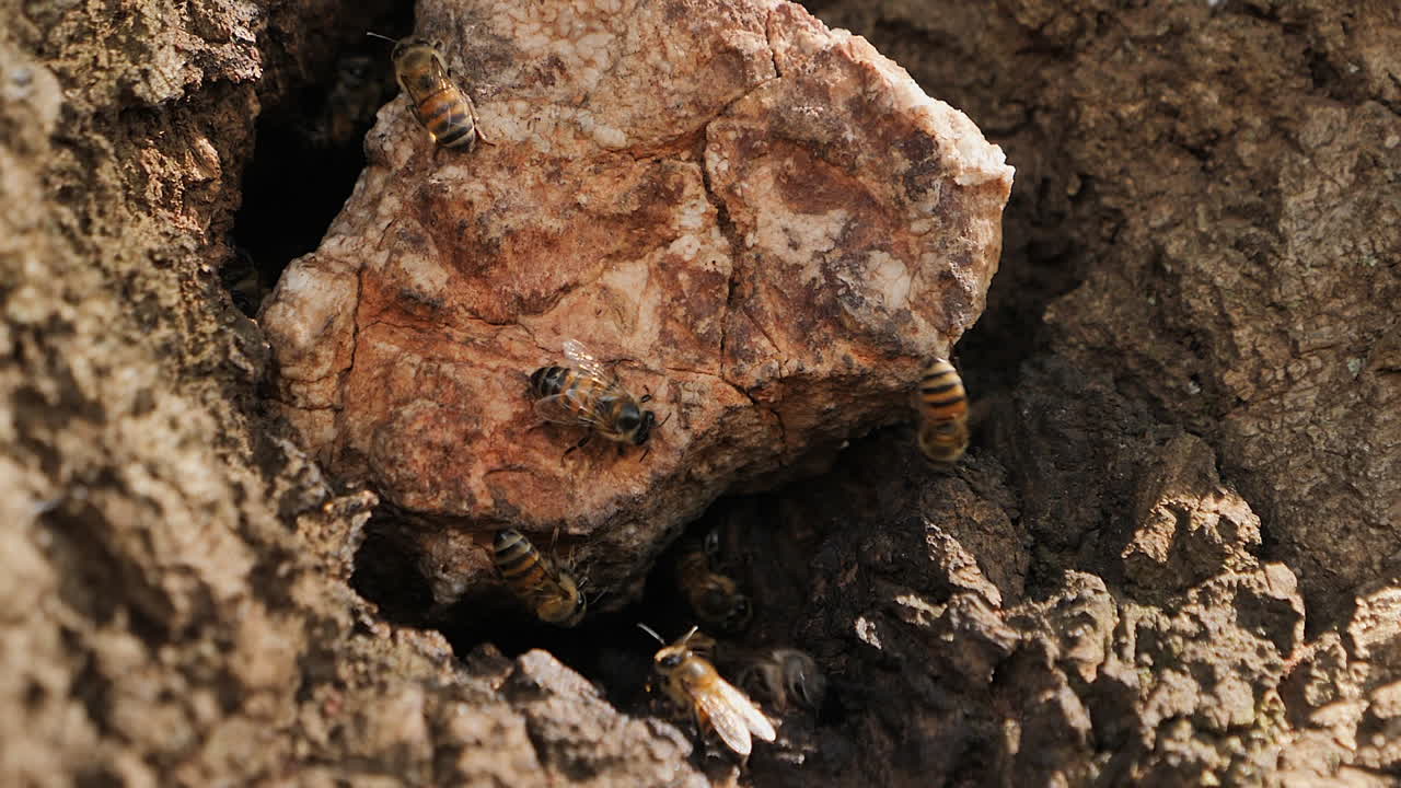 las abejas salvajes africanas entran y salen de la colmena subterránea, vista de cerca